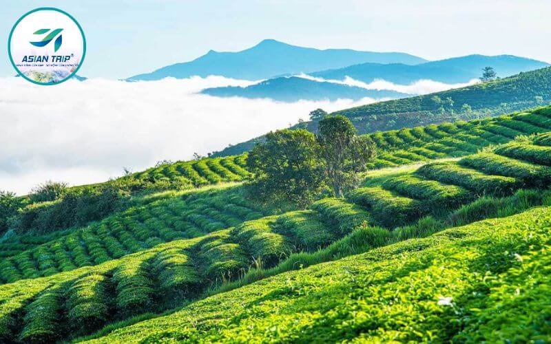 Đồi Chè Cầu Đất: Thiên Đường Trà Xanh Đà Lạt 2 Đồi chè Cầu Đất Đà Lạt