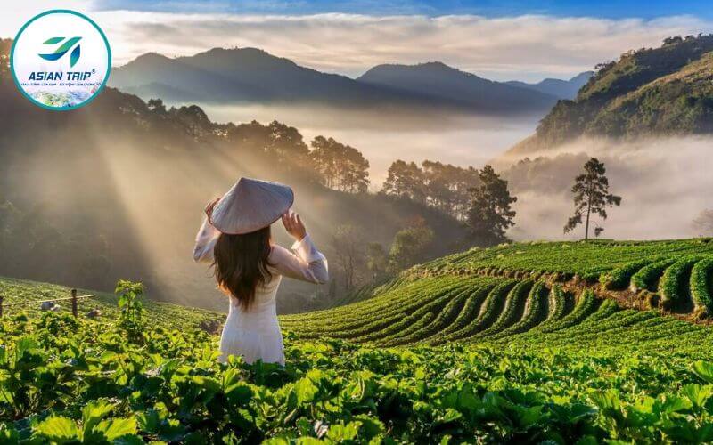 Đồi Chè Cầu Đất: Thiên Đường Trà Xanh Đà Lạt 1 Đồi chè Cầu Đất Đà Lạt