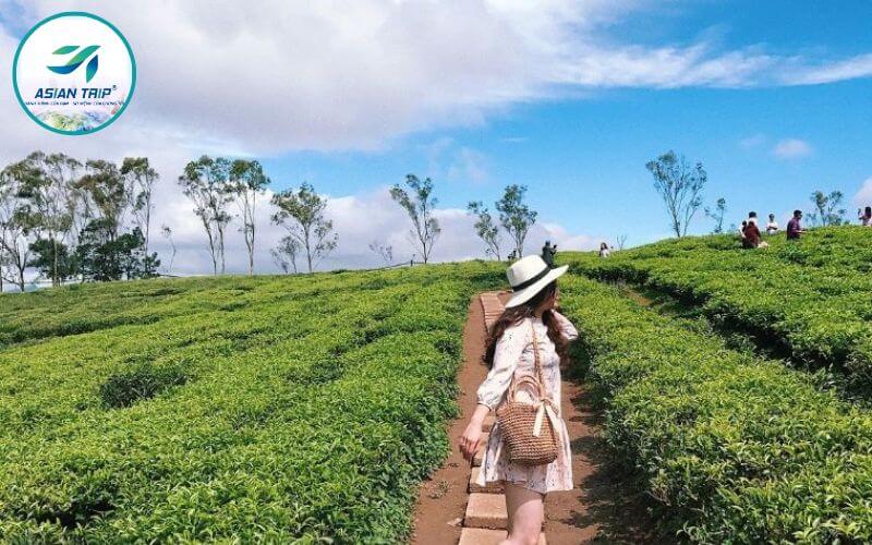 Đồi Chè Cầu Đất: Thiên Đường Trà Xanh Đà Lạt 3 Đồi chè Cầu Đất Đà Lạt