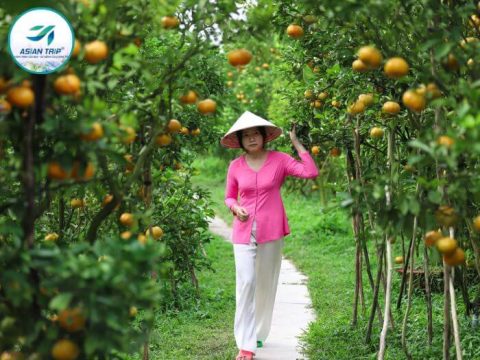tour làng hoa sa đéc 1 ngày