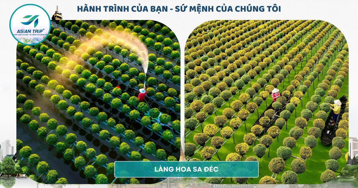 TOUR LÀNG HOA SA ĐÉC | VƯỜN QUÝT HỒNG LAI VUNG |【1NGÀY】 4 tour vườn hoa sa đéc