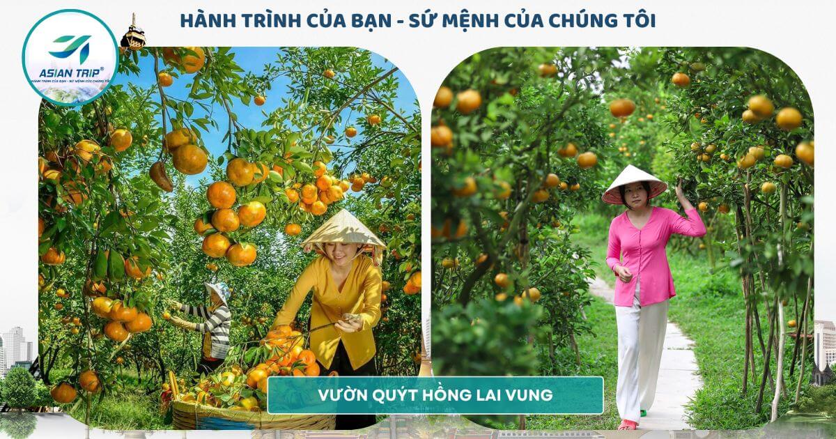 TOUR LÀNG HOA SA ĐÉC | VƯỜN QUÝT HỒNG LAI VUNG |【1NGÀY】 2 Vườn quýt hồng Sa Đéc